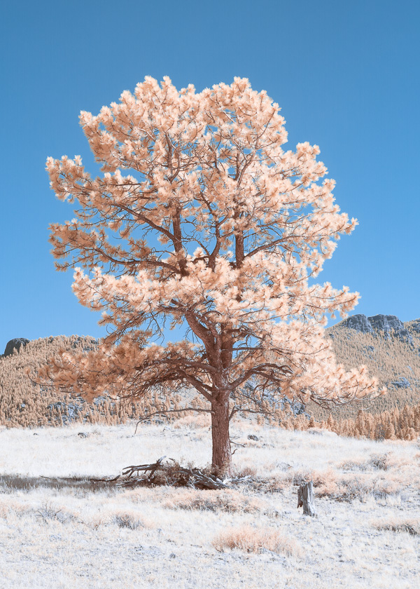 Gallery of photographs taken with an infrared camera.